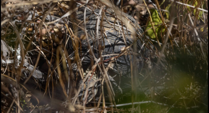 Berlanier’s Tortoise in Texas