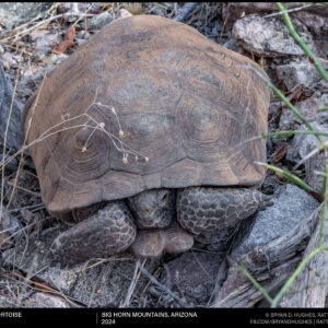 Sonoran Desert Tortoise in the Big Horn Mountains