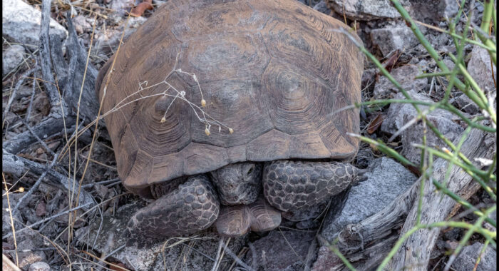Sonoran Desert Tortoise in the Big Horn Mountains Sonoran Desert Tortoise in the Big Horn Mountains