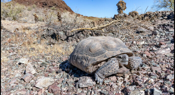 Sonoran Desert Tortoise on a Mountain Top