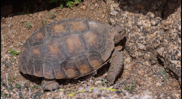 Sonoran Desert Tortoise On The Move