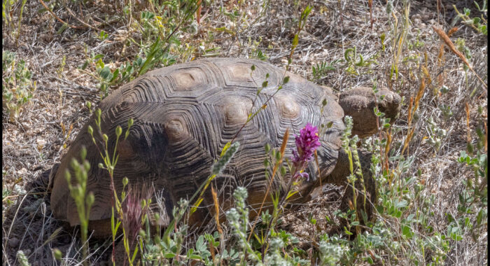 Sonoran Desert Tortoise in the Spring
