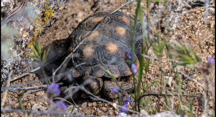 Sonoran Desert Tortoise In Burn Area