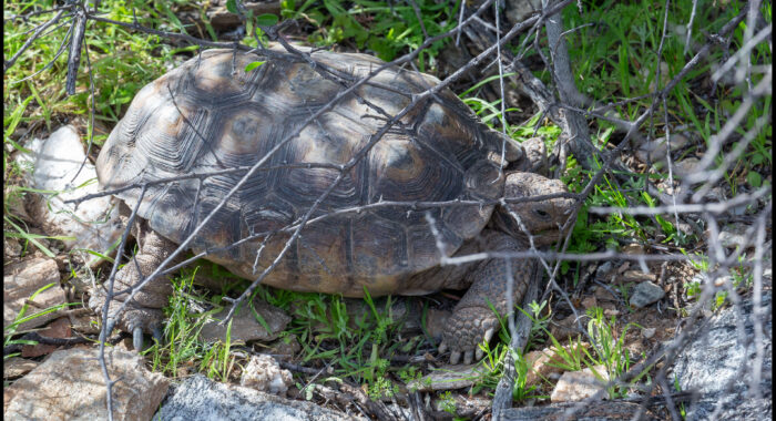 Sonoran Desert Tortoise