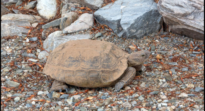 Sonoran Desert Tortoise