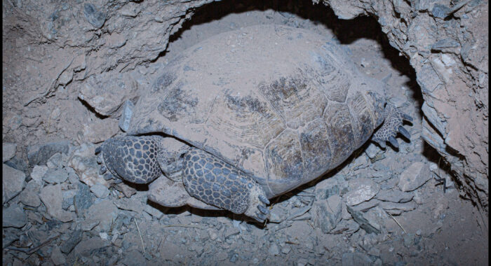 Sonoran Desert Tortoise At Night
