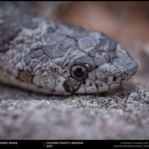 Chihuahuan Hook-nosed Snake Face