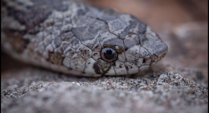 Chihuahuan Hook-nosed Snake Face