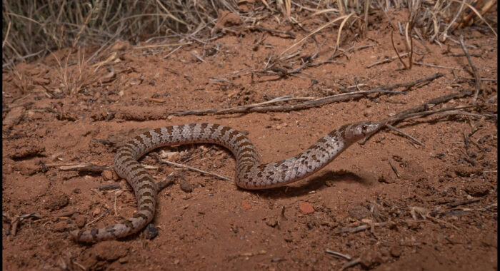 Chihuahuan Hooknosed Snake