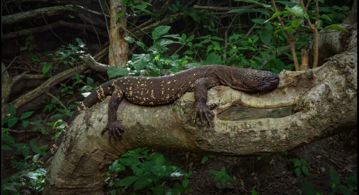 Guatemalan Beaded Lizard