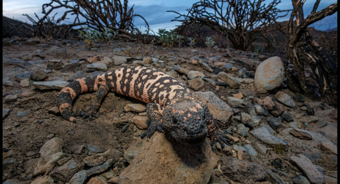 Gila Monster In A Burn Scar