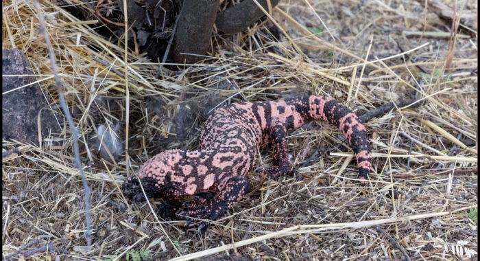 Gila Monster Eating Baby Cottontails