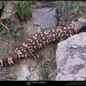 Gila Monster Spring Movement