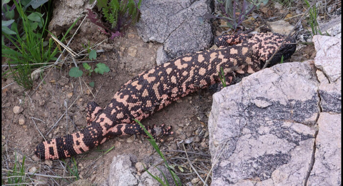 Gila Monster Spring Movement