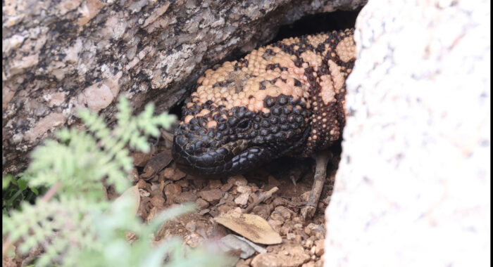 Gila Monster At Its Den