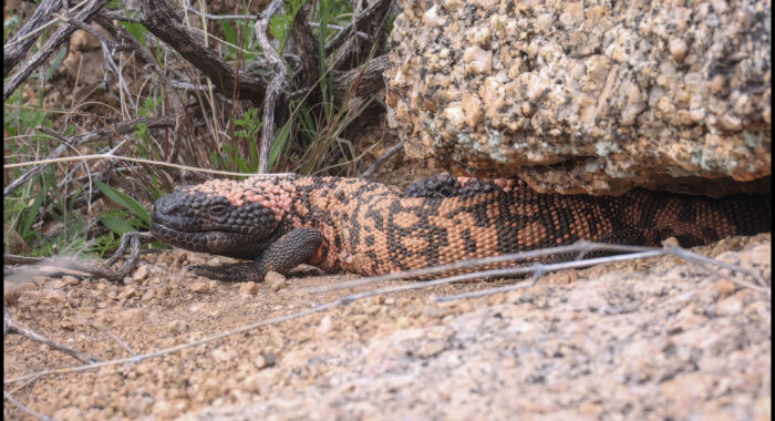 Gila Monsters Bask In The Early Spring