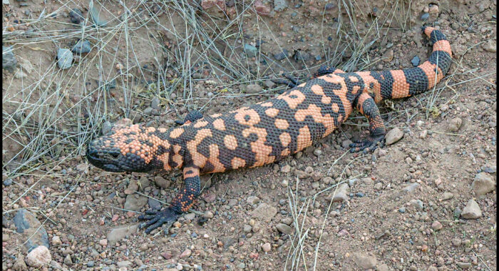 Gila Monster
