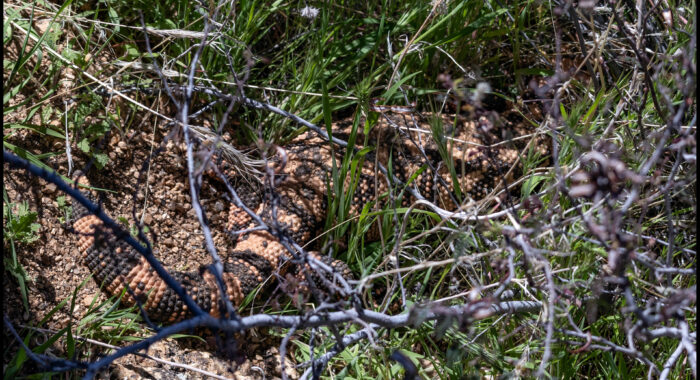 Gila Monster Hiding In Plain Sight