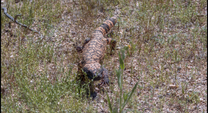 Gila Monster In The Grass