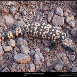 Gila Monster Out and About