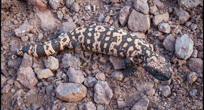 Gila Monster Out and About
