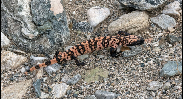 Gila Monster Starving Slowly