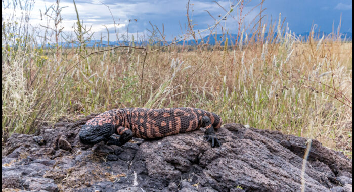 Gila Monster In The Grassland