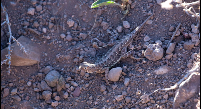 Lesser Earless Lizard