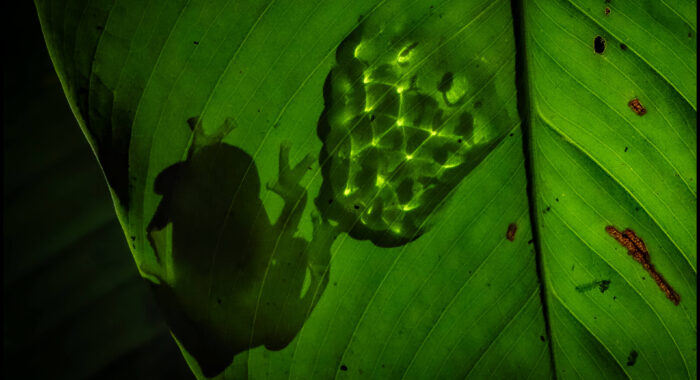 Glass Frog – a Transparent Parent