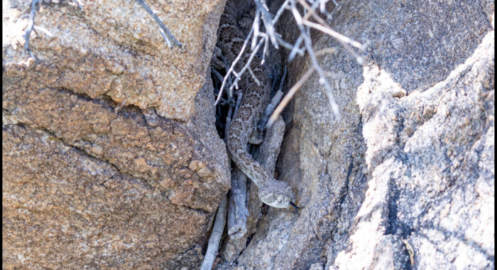 Western Diamondback Rattlesnake at a Den