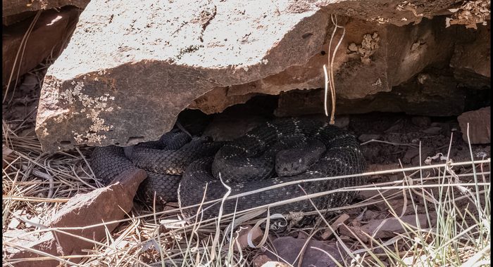 A Pair of Arizona Black Rattlesnakes at the Den