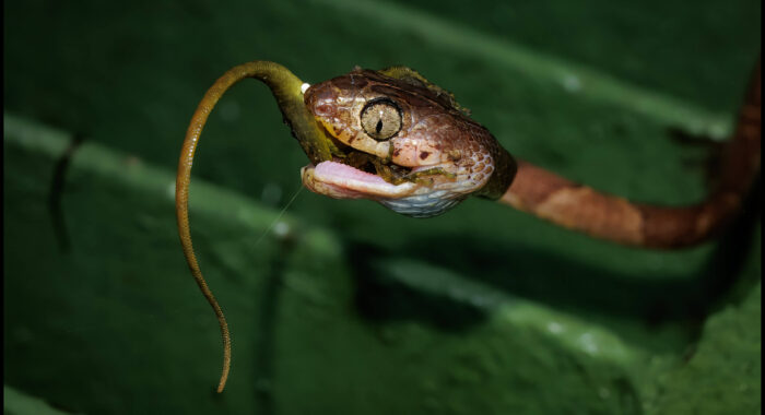 Blunt Headed Tree Snake Eating A Lizard