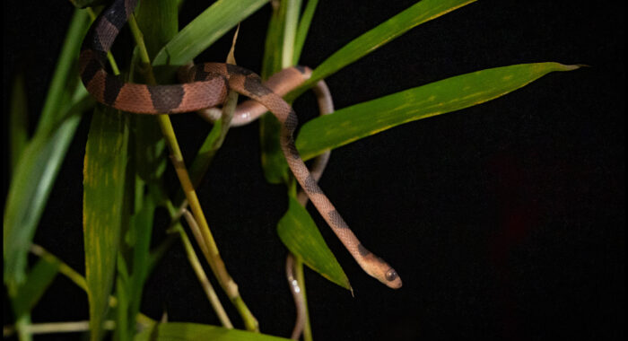 Blunt-headed Tree Snake from Guatemala