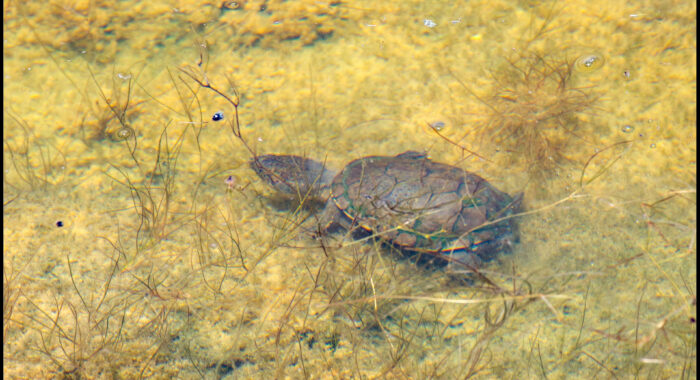 Sonoyta Mud Turtle