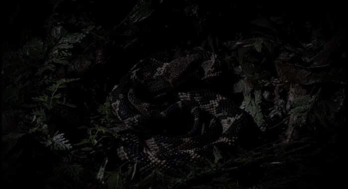 South American Bushmaster in the Darkness