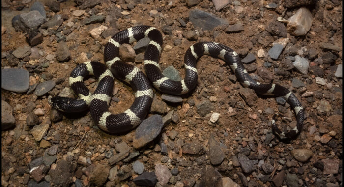 California Kingsnake On The Hunt