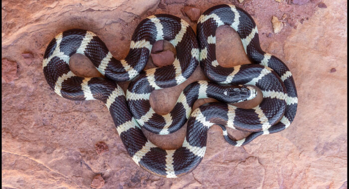 California Kingsnake in Northern Arizona