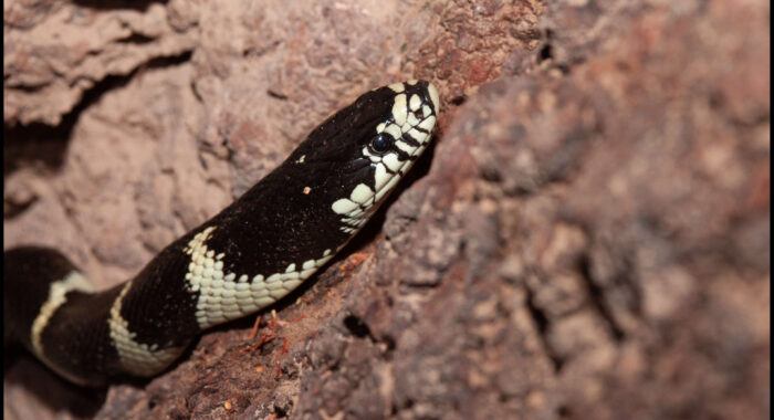 California Kingsnake in Gila County, Arizona