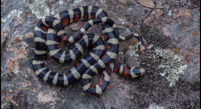 Madrean Mountain Kingsnake