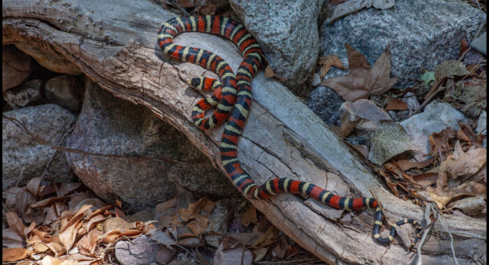 Madrean Mountain Kingsnake
