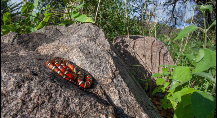 Madrean Mountain Kingsnake in Arizona