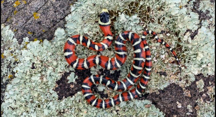 Madrean Mountain Kingsnake from the Santa Rita Mountains of Arizona