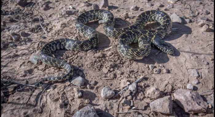 Desert Kingsnake