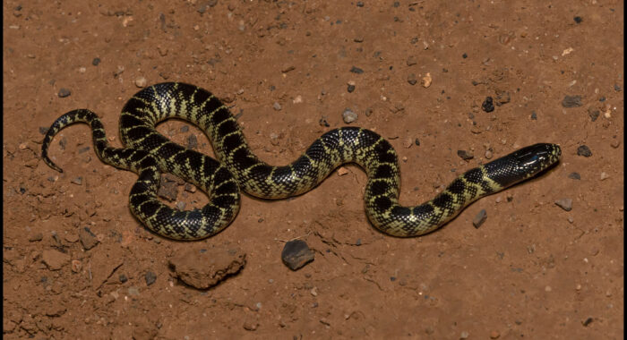 Desert Kingsnake from Cochise County, Arizona