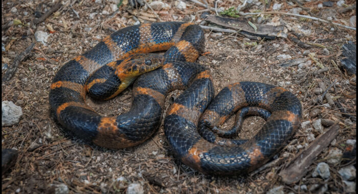 Northern Cat Eyed Snake in Texas