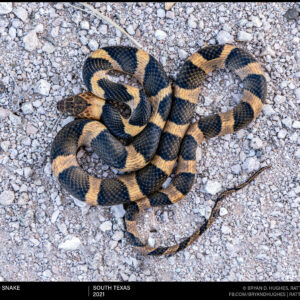 Cat-eyed Snakes of Texas