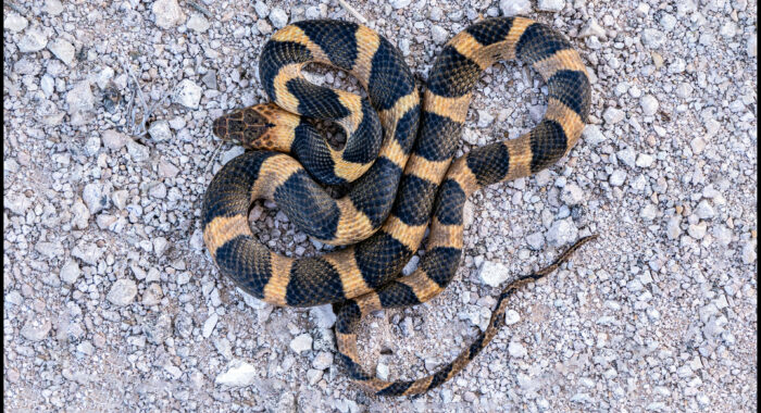 Cat-eyed Snakes of Texas