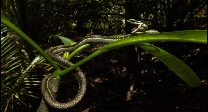 Mexican Parrot Snake