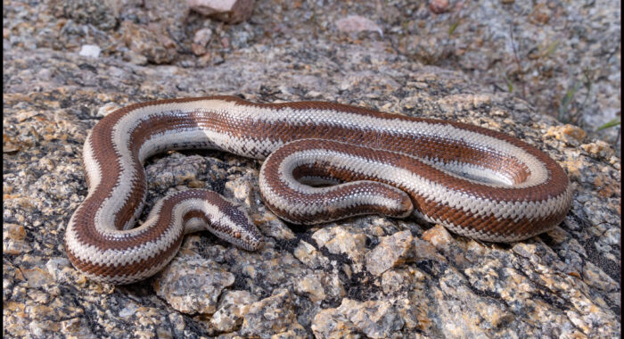 Rosy Boa With a Stump