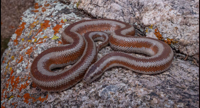 Rosy Boa